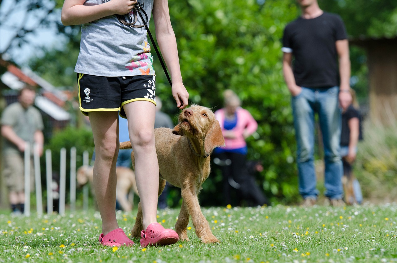 Tips for Training Your Dog to Use a Bell to Go Outside